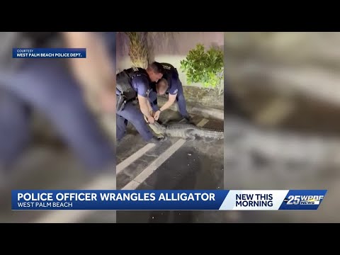 Florida police officer wrangles alligator