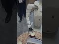 Какой робот сможет стать вашим персональным баристом?