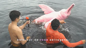 Qual é a lenda do boto rosa?