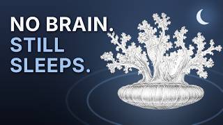 The Real Reason You Can't Function Without Sleep