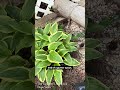 The Bird & the Hosta | Sweet Pea Gardens - May 1