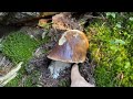 Funghi porcini boletus edulis mushroom  masterpieces of nature from the carpathian mountains 2023