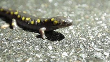 Spring Amphibian Migration [SIV487]