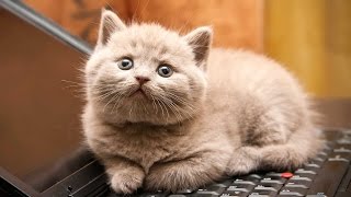 Top 7 reasons to adopt a cat by Top 7even 148 views 7 years ago 2 minutes, 36 seconds