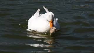 Savage Duck attempts to drown another duck (maybe)
