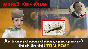 Nuôi tôm phải phân biệt được con tôm KRILL và giác dáo