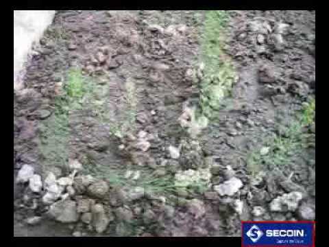 Asparagus in SECOIN urban home-growing beds