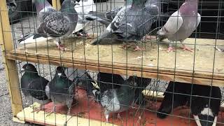 Homers For Sale at Central Jersey Variety Pigeon Club Sell & swap meet