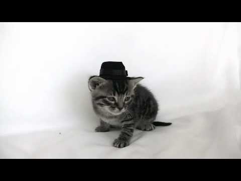 Kitten Wearing a Tiny Hat Gets Another HORRIBLE SURPRISE