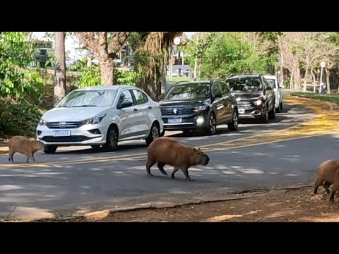 Rolê das capivaras: família passeia tranquilamente pela avenida Cruzeiro do Sul em Piracicaba