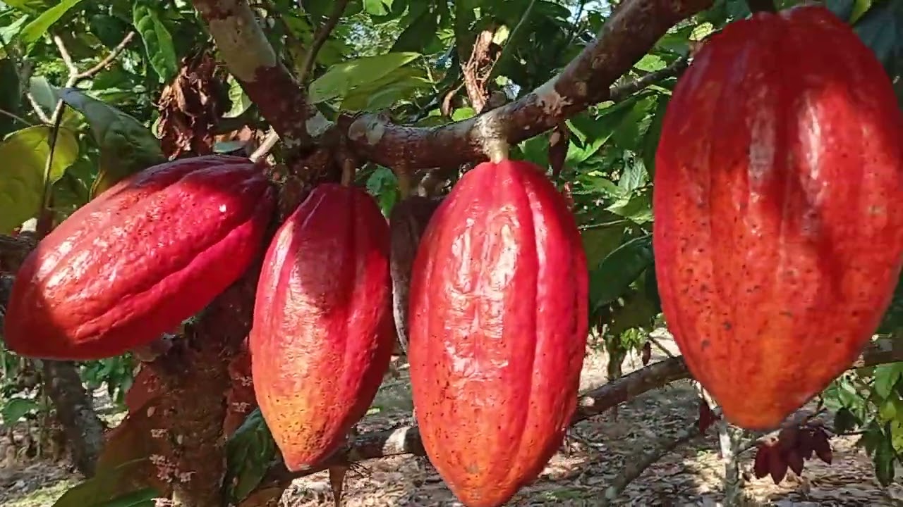 Fazenda Santa Barbara 