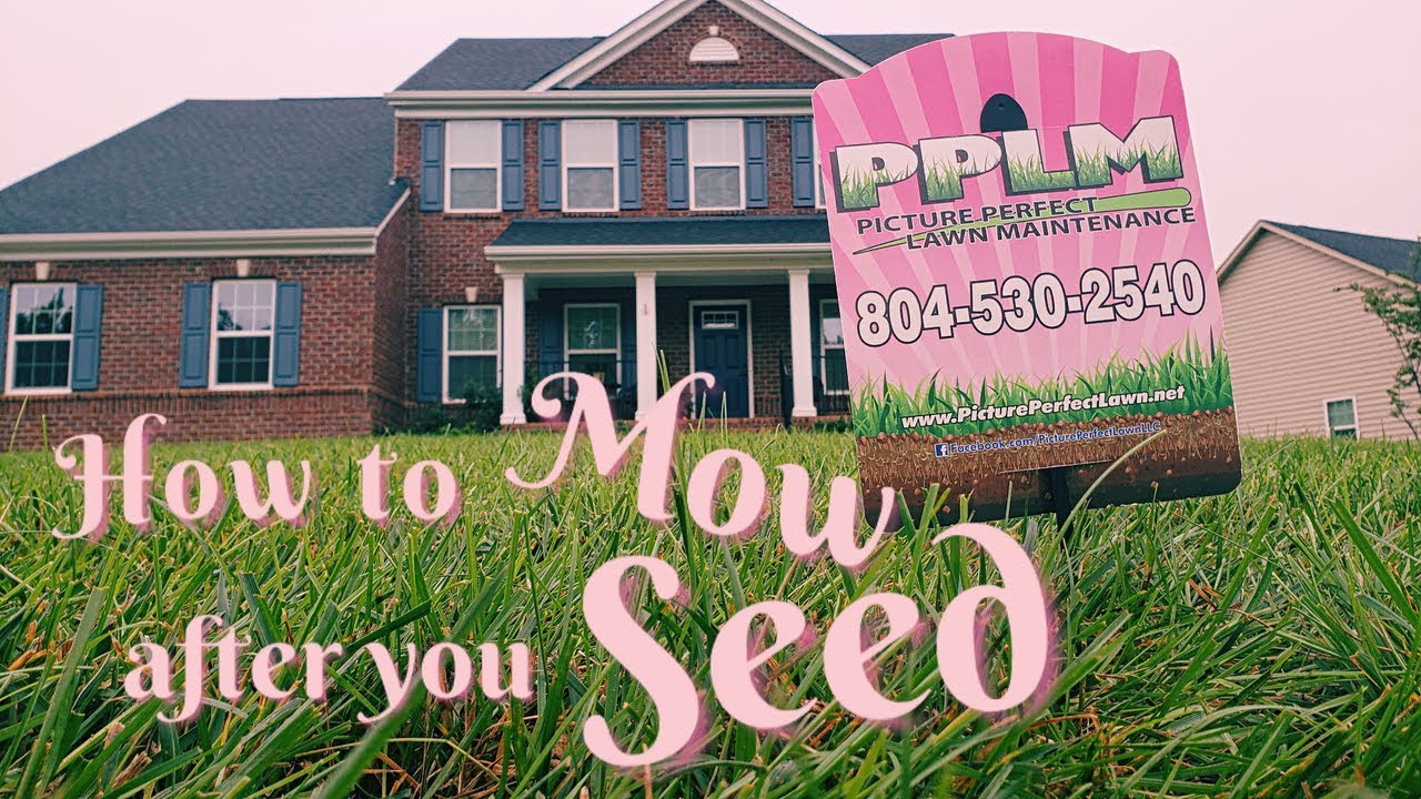 Mowing after Seeding | How to take care of your newly seeded fescue lawn after seeding.