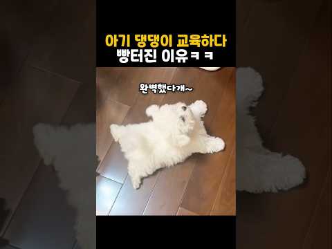 아기 댕댕이 교육하다 빵터진 이유 thumbnail