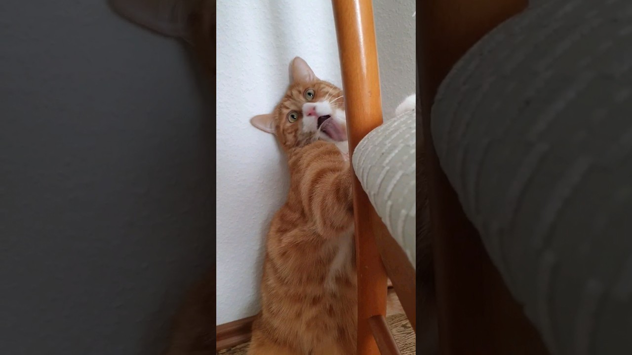 we gave garfield a piece of tape YouTube