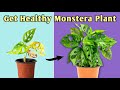 Secret to get healthy monstera plant monstera plant care indoor