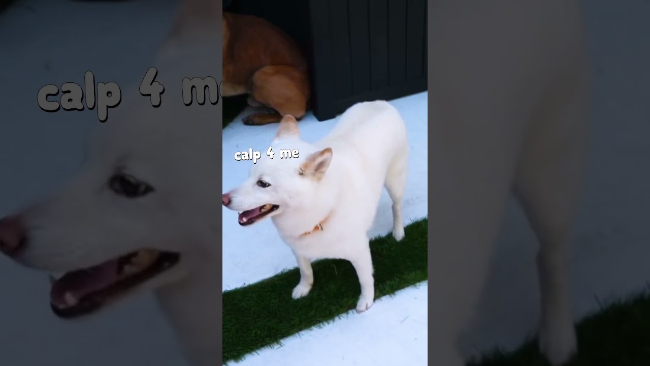 Mika Absolutely DESTROYS Obstacle Course