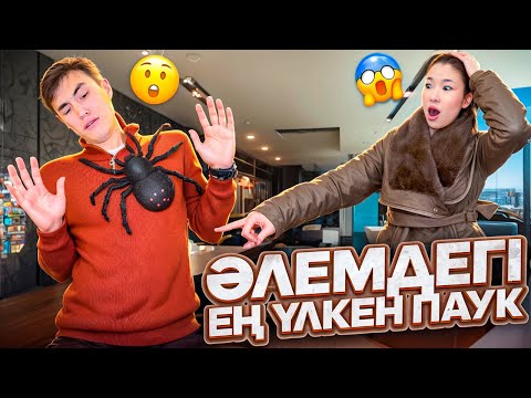 ӘЛЕМДЕГІ ЕҢ ҮЛКЕН ПАУКТАН ҚАШТЫҚ😱🤯| МОЛЖАН БІЗДІ ПАУКТАРМЕН ҚАЛДЫРЫП КЕТТІ😭| @molzhan