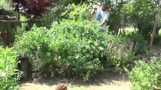 ムラサキセンダイハギ花後の様子 デンのハーブガーデンより 自然のハーバルライフ Youtube