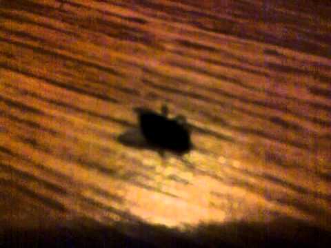 Break dancing Fly