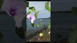The Arrow and the Song sung CTH #shorts #music #oldmusic #publicdomainmusic #nature