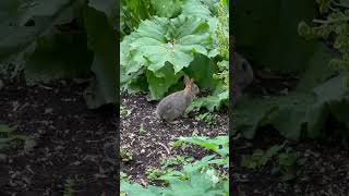 Bunnies sniff noses🐰🐰
