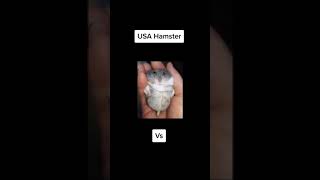 Hamsters USA vs RUSSIA MEME 😂 #shorts