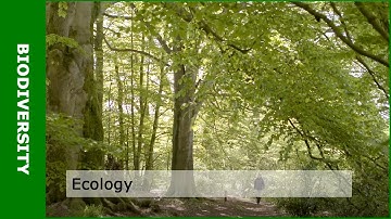 Biodiversity and ecology (with Patrick Jansen)