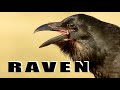 Bird sounds - Common Ravens talking