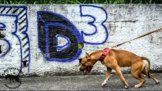 Buk - Starlight Vega