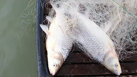 TRẬN CHIẾN SÔNG TIỀN TRÚNG NGAY CẶP CÁ CÓC 7KG NHÌN ĐÃ MẮT () 7kg large toad fish pair