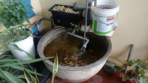 Hồ Cá Koi Mini 300l Dễ Thương - Dùng Lọc Chế Dễ Làm Nước Siêu Trong.Hồ Của A Tùng ở Hưng Yên.