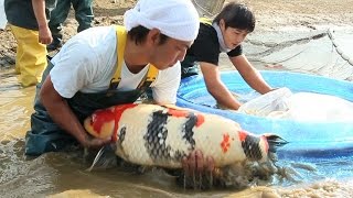 Harvest Time in Niigata - Part 2