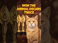 Top 5 Hollywood Cat Stars🐈🐱