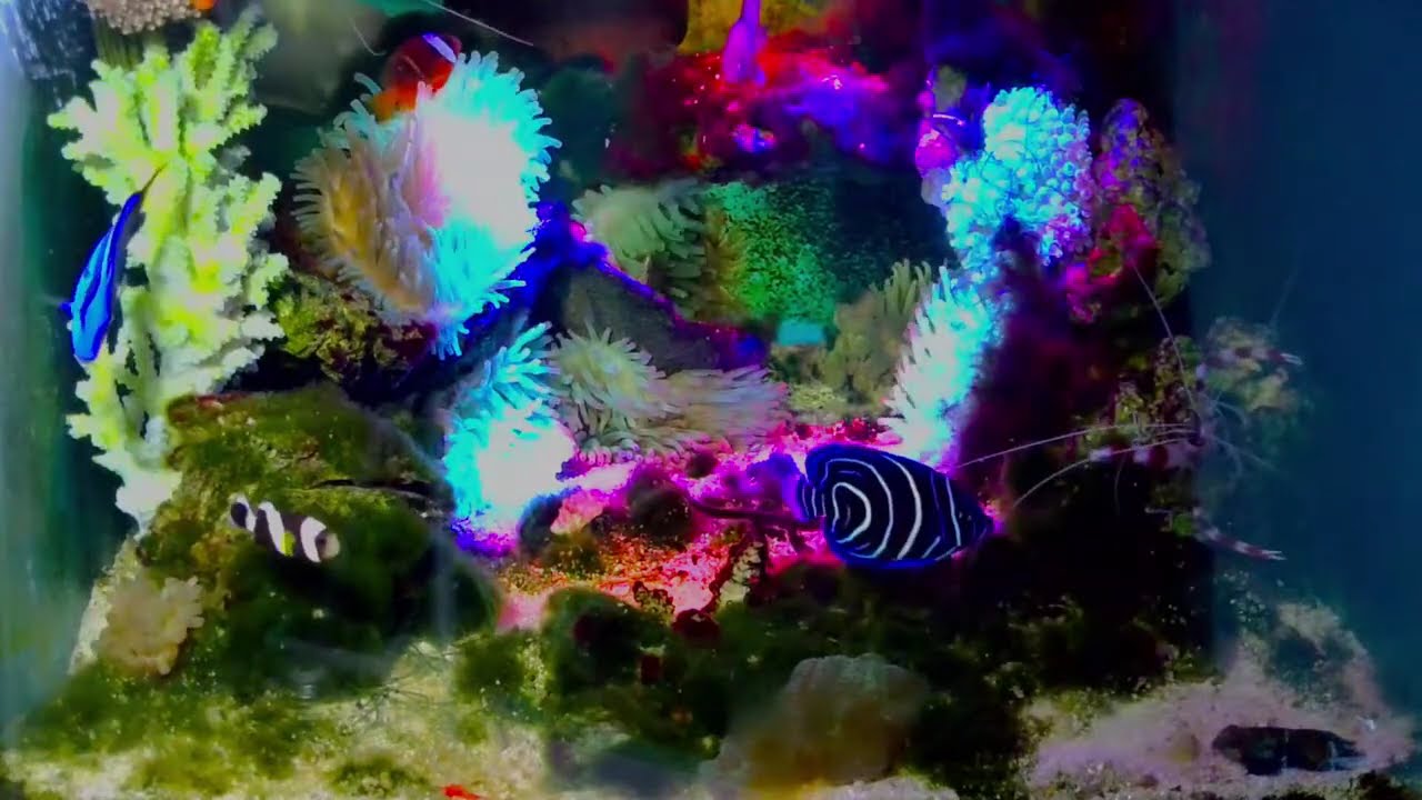 🥰It's heartening to see this: 🐠🦞🦀brings relaxation and joy to