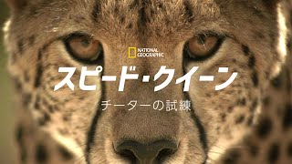 【FULL】スピード・クイーン：チーターの試練 (声：内山昂輝) | ナショジオ