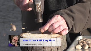 How to Crack Open a Hickory Nut and Pick out the Nut