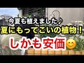 【夏に強い花】安く買えて良かった〜！