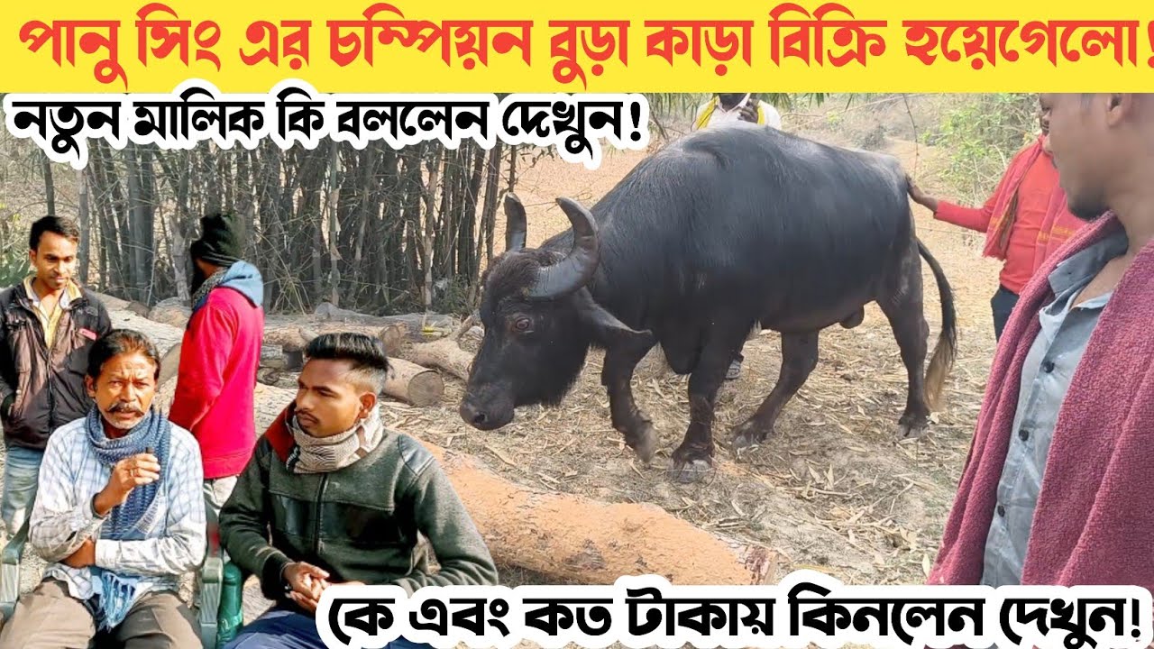 পানু সিং এর বুড়া কাড়া বিক্রি হয়েগেলো। নতুন মালিক কিনেই কি বললেন দেখুন।।