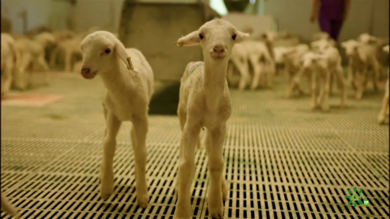 VIsita a la Queseria Dehesa Dos Hermanas del programa de Canal Sur Destino Andalucia