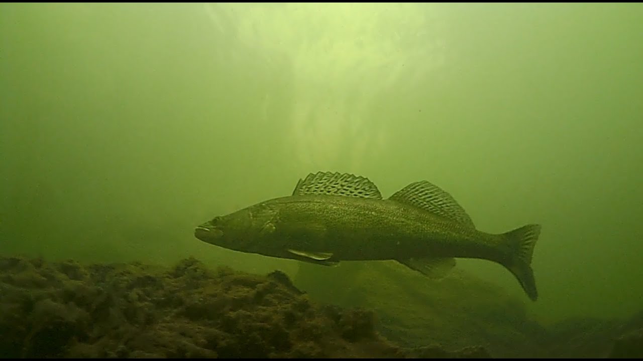 Freediving Hracholusky