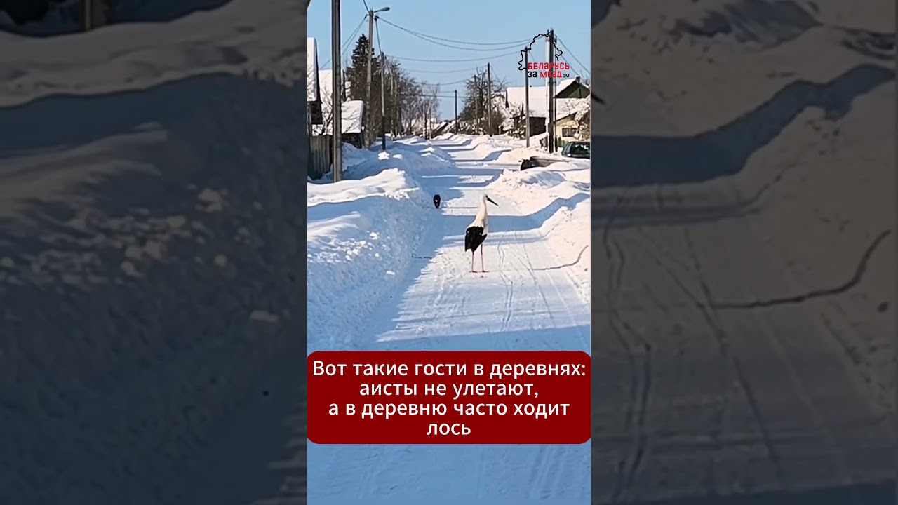 🦌❄️ Север Беларуси удивляет: аисты зимуют, а лось приходит в гости 