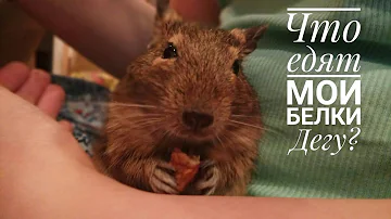 Корм для белок дегу// Чем я кормлю своих белочек?