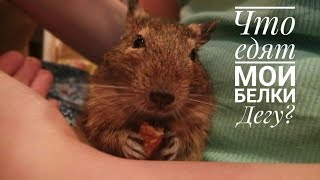 Корм для белок дегу// Чем я кормлю своих белочек? Корм для белок дегу// Чем я кормлю своих белочек?