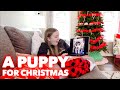 A PUPPY FOR CHRISTMAS??? | VLOGMAS DAY 2 | Family 5 Vlogs