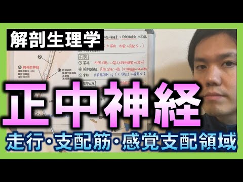 【基礎から勉強・解剖生理学】正中神経【理学療法士・作業療法士】