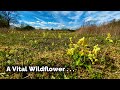 The Cowslip - One of Nature&#39;s finest . .