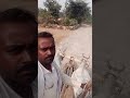 गाड़ी बैल मशीन