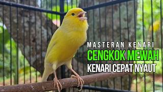 Terapi Kenari Macet Bunyi: Pancingan Kenari Gacor Ngerek Paling Ampuh & Respon Cepat