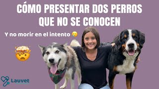 CÓMO PRESENTAR DOS PERROS QUE NO SE CONOCEN  Lauvet