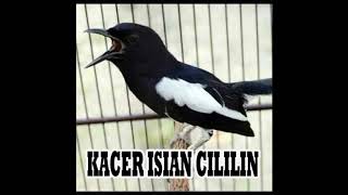 Download Lagu KACER ISIAN CILILIN COCOK UNTUK MELATIH KACER ROLL TEMBAK MP3 Download Lagu KACER ISIAN CILILIN COCOK UNTUK MELATIH KACER ROLL TEMBAK MP3